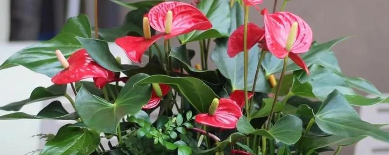 红掌叶子中间干枯发黄如何处理，受到强光暴晒需转移到通风阴凉处养护