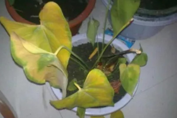 红掌叶子中间干枯发黄如何处理，受到强光暴晒需转移到通风阴凉处养护