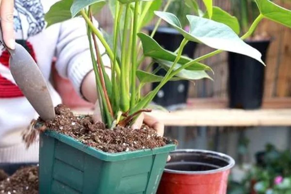 红掌叶子中间干枯发黄如何处理，受到强光暴晒需转移到通风阴凉处养护