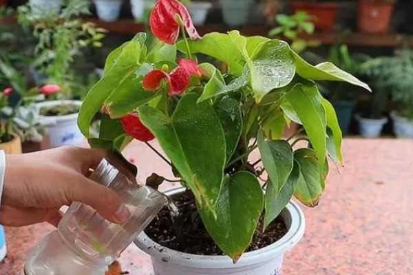 红掌叶子中间干枯发黄如何处理，受到强光暴晒需转移到通风阴凉处养护