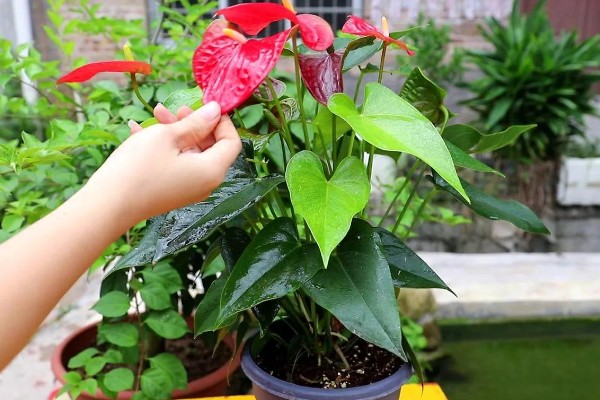 红掌叶子中间干枯发黄如何处理，受到强光暴晒需转移到通风阴凉处养护