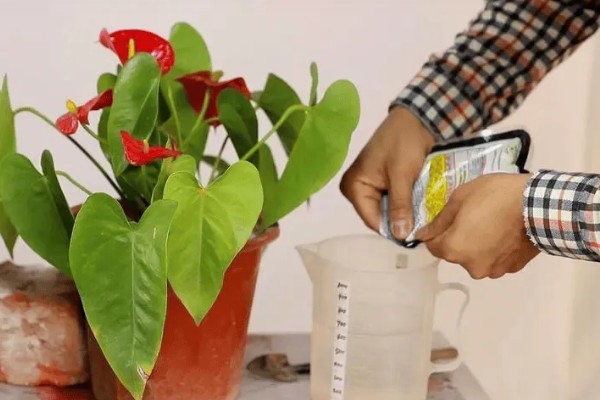 红掌叶子中间干枯发黄如何处理，受到强光暴晒需转移到通风阴凉处养护