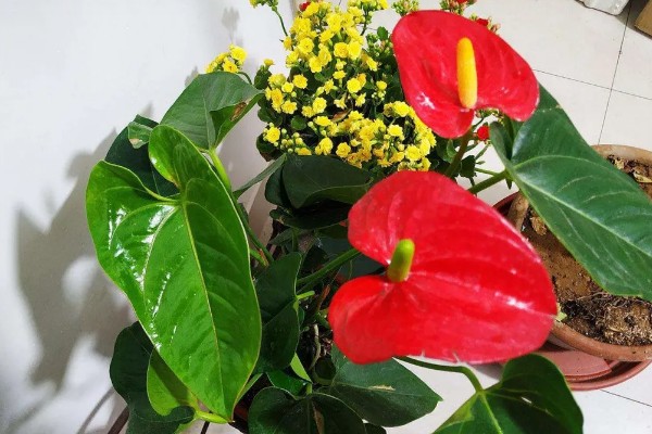 红掌叶子中间干枯发黄如何处理，受到强光暴晒需转移到通风阴凉处养护