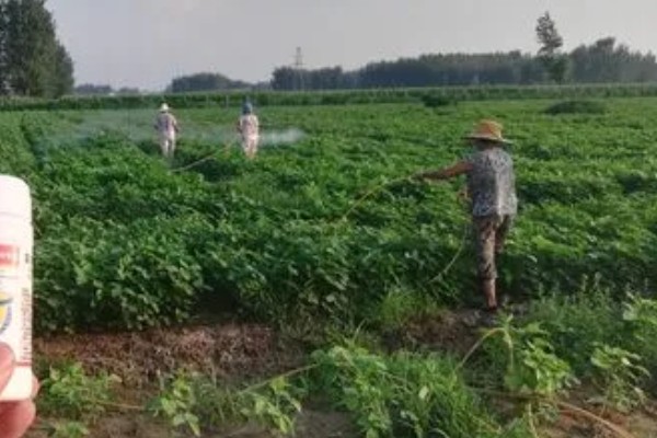 氰戊菊酯的适用作物,广泛使用于苹果、梨、桃等