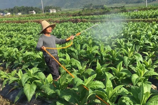 氰戊菊酯的适用作物,广泛使用于苹果、梨、桃等
