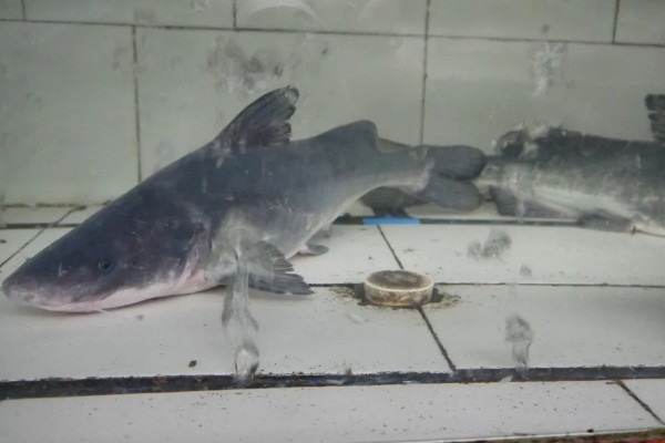 长吻鮠是不是保护鱼类,长吻鮠是保护鱼类