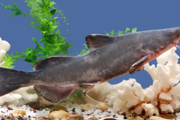 长吻鮠是不是保护鱼类,长吻鮠是保护鱼类