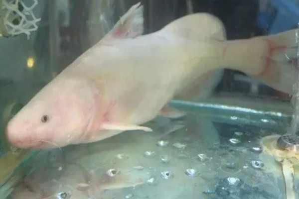 长吻鮠是不是保护鱼类,长吻鮠是保护鱼类