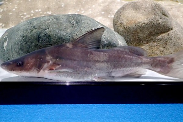 长吻鮠是不是保护鱼类,长吻鮠是保护鱼类