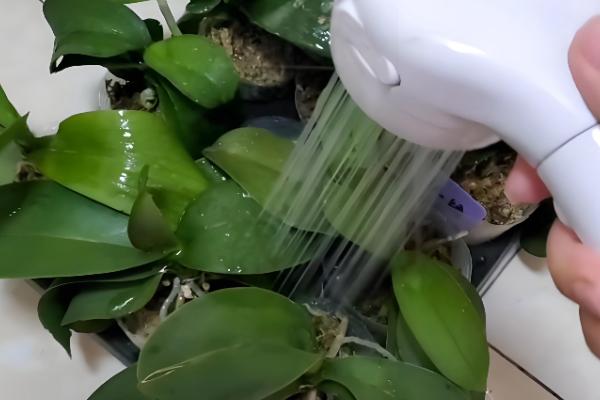 蝴蝶兰浇水的方式，花盆较轻的话就需及时浇水