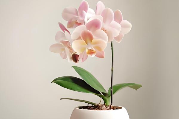 蝴蝶兰浇水的方式，花盆较轻的话就需及时浇水