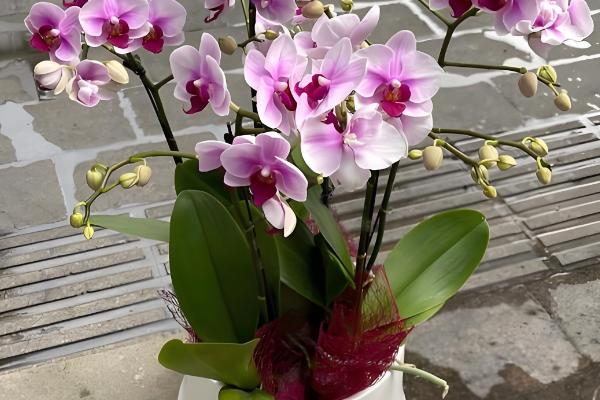 蝴蝶兰浇水的方式，花盆较轻的话就需及时浇水