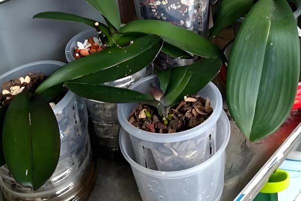 蝴蝶兰浇水的方式，花盆较轻的话就需及时浇水