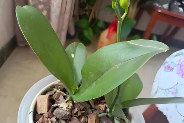 蝴蝶兰浇水的方式，花盆较轻的话就需及时浇水