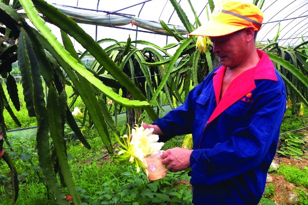 火龙果只长一朵花能不能授粉,可采取自花授粉或人工授粉