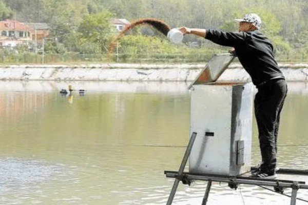 煮熟的米饭可以喂鱼吗，煮熟的米饭可以喂鱼