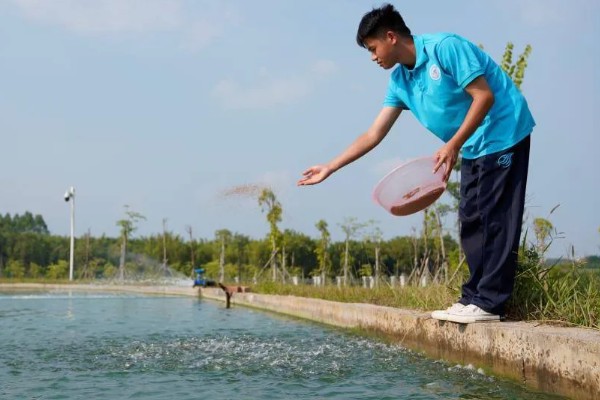 煮熟的米饭可以喂鱼吗，煮熟的米饭可以喂鱼