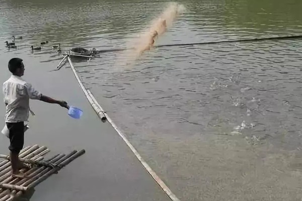 煮熟的米饭可以喂鱼吗，煮熟的米饭可以喂鱼