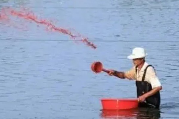 煮熟的米饭可以喂鱼吗，煮熟的米饭可以喂鱼