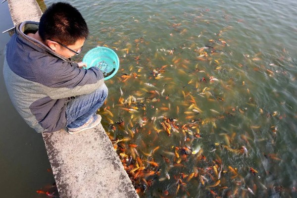煮熟的米饭可以喂鱼吗，煮熟的米饭可以喂鱼