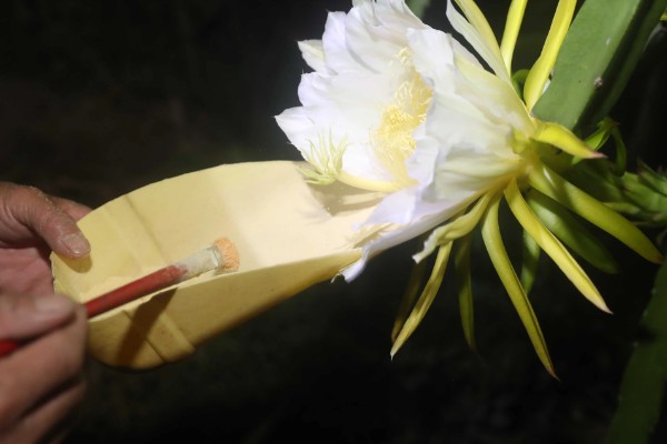 火龙果只长一朵花能不能授粉,可采取自花授粉或人工授粉