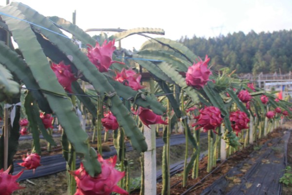 火龙果只长一朵花能不能授粉,可采取自花授粉或人工授粉