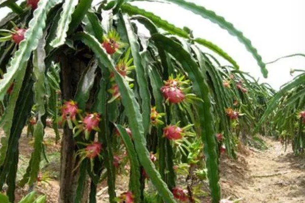 火龙果只长一朵花能不能授粉,可采取自花授粉或人工授粉