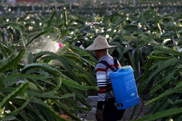 火龙果只长一朵花能不能授粉,可采取自花授粉或人工授粉