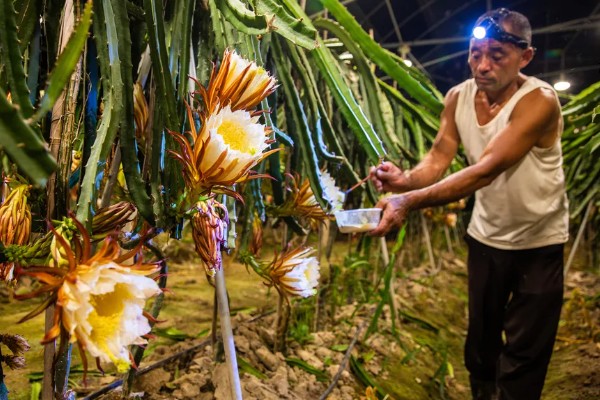 火龙果只长一朵花能不能授粉,可采取自花授粉或人工授粉