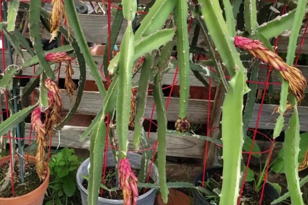 火龙果只长一朵花能不能授粉,可采取自花授粉或人工授粉