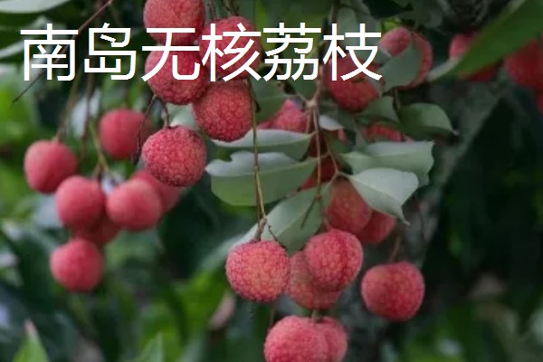 无核荔枝是不是转基因，是野生荔枝选育栽种而成