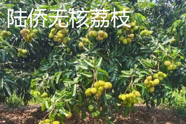 无核荔枝是不是转基因，是野生荔枝选育栽种而成