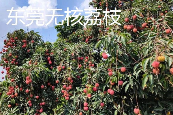 无核荔枝是不是转基因，是野生荔枝选育栽种而成