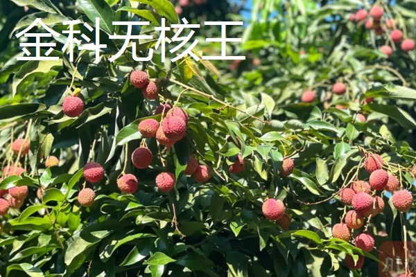 无核荔枝是不是转基因，是野生荔枝选育栽种而成
