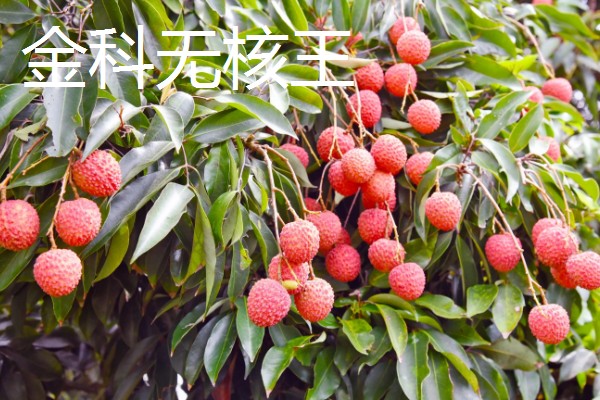 无核荔枝是不是转基因，是野生荔枝选育栽种而成