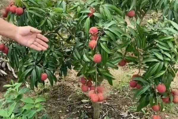 无核荔枝是不是转基因，是野生荔枝选育栽种而成