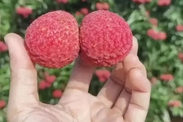 无核荔枝是不是转基因，是野生荔枝选育栽种而成