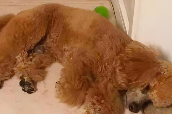 泰迪生产前的征兆,具有坐立不安、不进食等表现