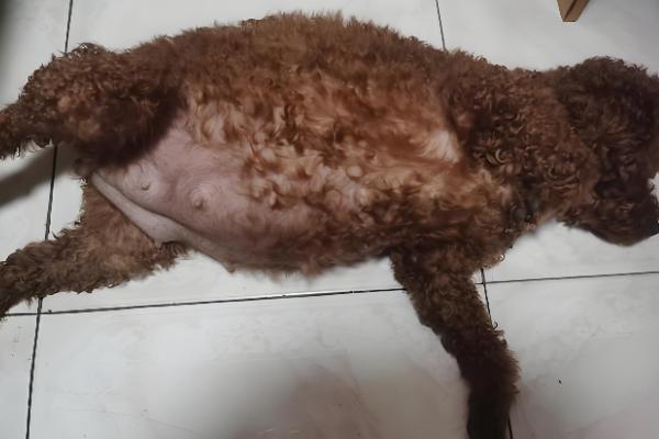 泰迪生产前的征兆,具有坐立不安、不进食等表现