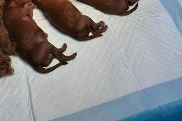 泰迪生产前的征兆,具有坐立不安、不进食等表现