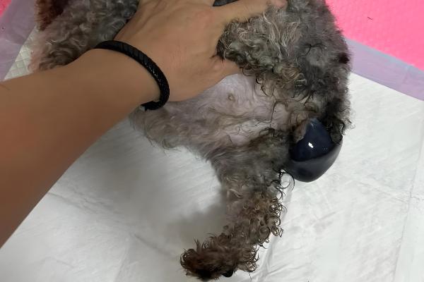 泰迪生产前的征兆,具有坐立不安、不进食等表现