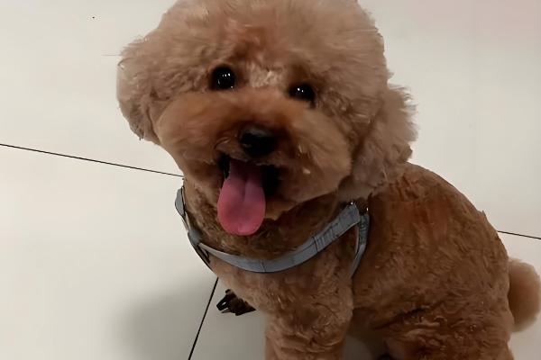 泰迪生产前的征兆,具有坐立不安、不进食等表现