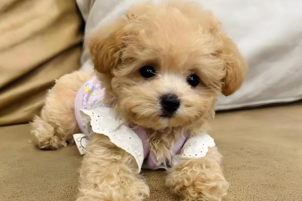 泰迪生产前的征兆,具有坐立不安、不进食等表现