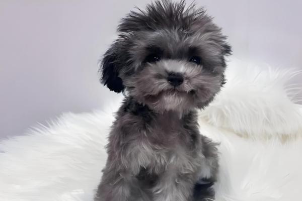 泰迪生产前的征兆,具有坐立不安、不进食等表现