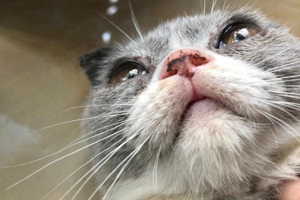 猫咪感冒症状,具有打喷嚏、流鼻涕等表现