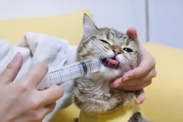 猫咪感冒症状,具有打喷嚏、流鼻涕等表现