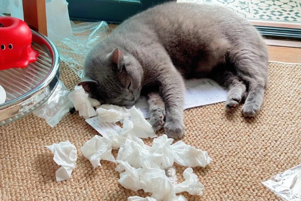 猫咪感冒症状,具有打喷嚏、流鼻涕等表现