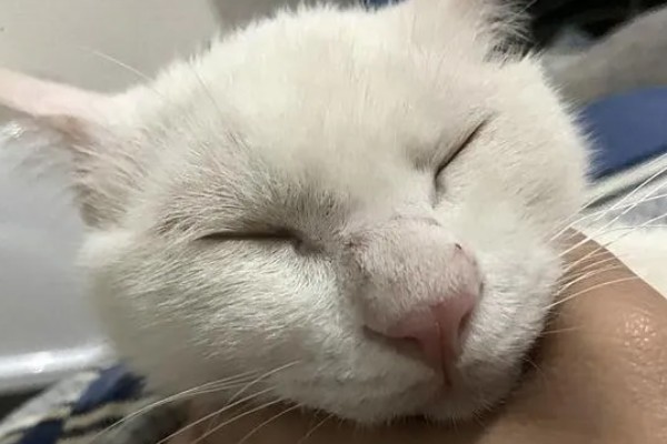 猫咪感冒症状,具有打喷嚏、流鼻涕等表现