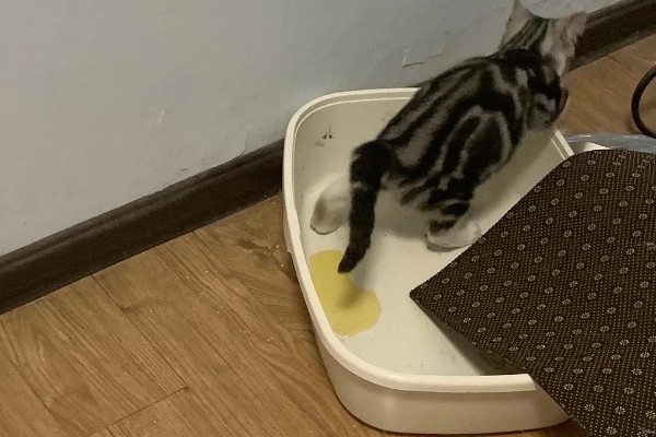 猫咪感冒症状,具有打喷嚏、流鼻涕等表现