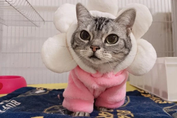 猫咪感冒症状,具有打喷嚏、流鼻涕等表现